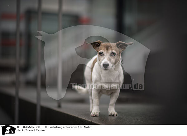 Jack Russell Terrier / Jack Russell Terrier / KAM-02680