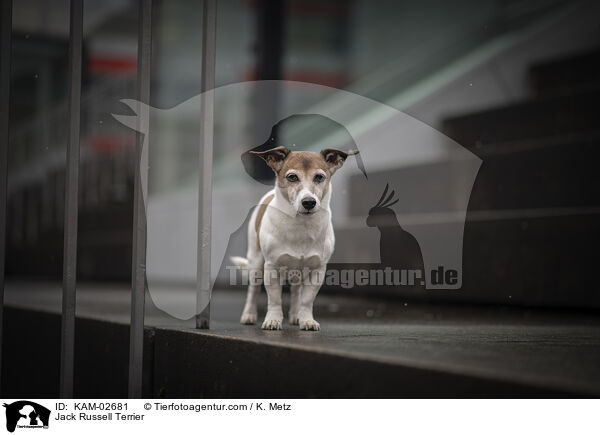 Jack Russell Terrier / Jack Russell Terrier / KAM-02681