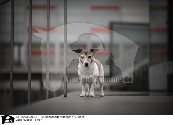 Jack Russell Terrier / KAM-02682