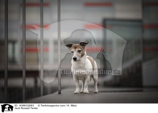 Jack Russell Terrier / Jack Russell Terrier / KAM-02683