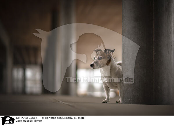 Jack Russell Terrier / Jack Russell Terrier / KAM-02684