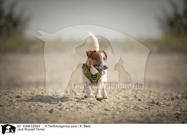 Jack Russell Terrier / Jack Russell Terrier / KAM-02694