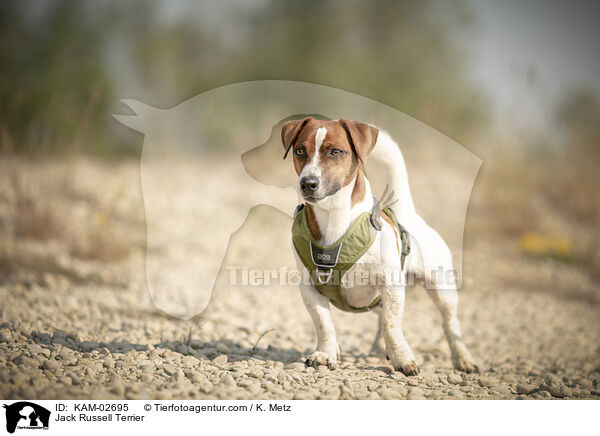 Jack Russell Terrier / Jack Russell Terrier / KAM-02695