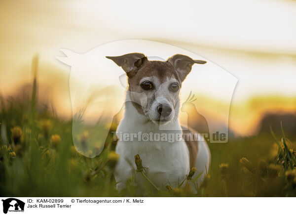 Jack Russell Terrier / Jack Russell Terrier / KAM-02899