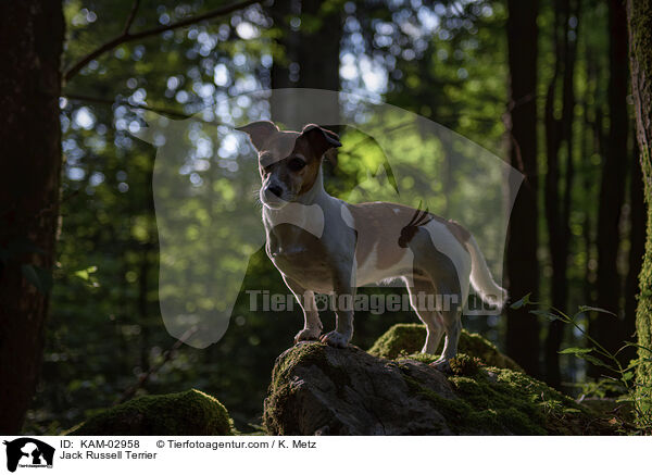 Jack Russell Terrier / KAM-02958