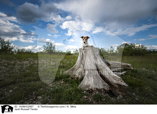 Jack Russell Terrier / KAM-02967