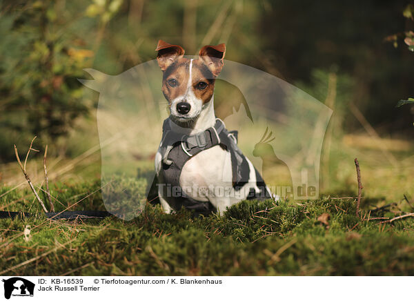 Jack Russell Terrier / Jack Russell Terrier / KB-16539