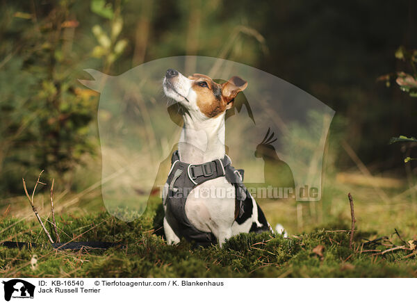 Jack Russell Terrier / Jack Russell Terrier / KB-16540