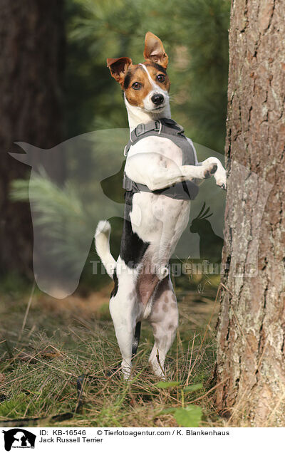 Jack Russell Terrier / Jack Russell Terrier / KB-16546