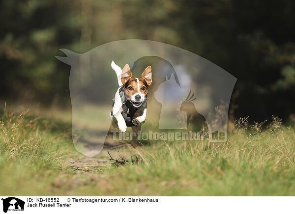 Jack Russell Terrier / Jack Russell Terrier / KB-16552