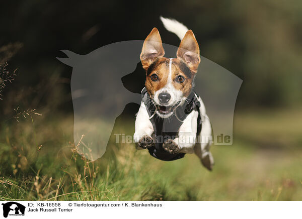 Jack Russell Terrier / Jack Russell Terrier / KB-16558