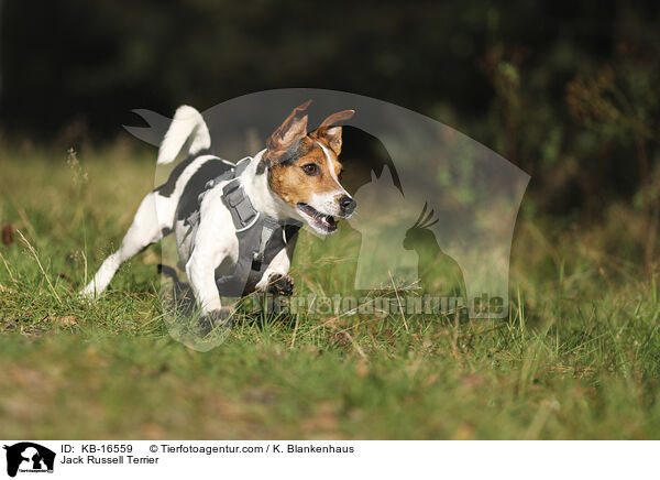 Jack Russell Terrier / Jack Russell Terrier / KB-16559