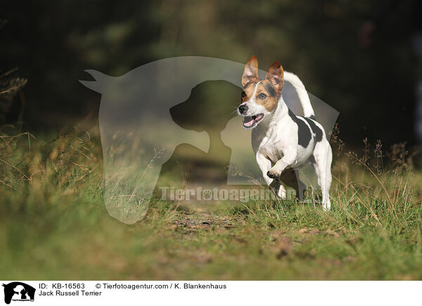 Jack Russell Terrier / KB-16563