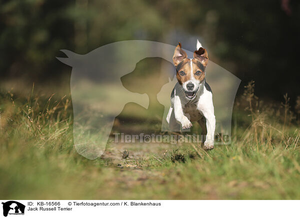 Jack Russell Terrier / KB-16566