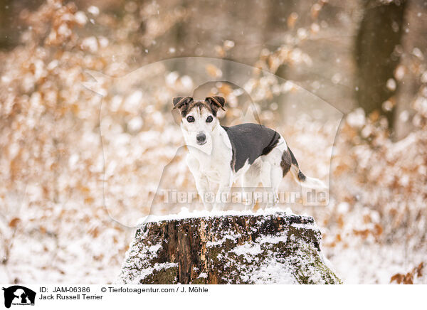 Jack Russell Terrier / Jack Russell Terrier / JAM-06386