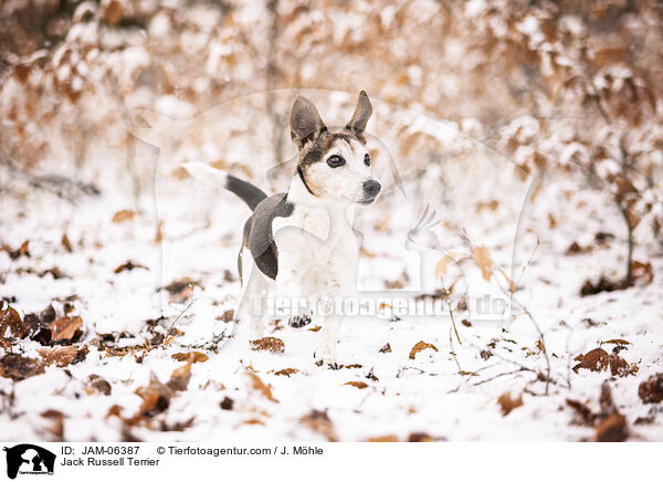 Jack Russell Terrier / Jack Russell Terrier / JAM-06387