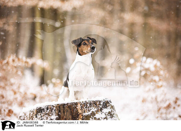 Jack Russell Terrier / Jack Russell Terrier / JAM-06388