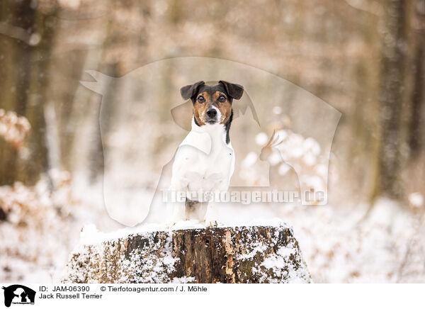 Jack Russell Terrier / Jack Russell Terrier / JAM-06390