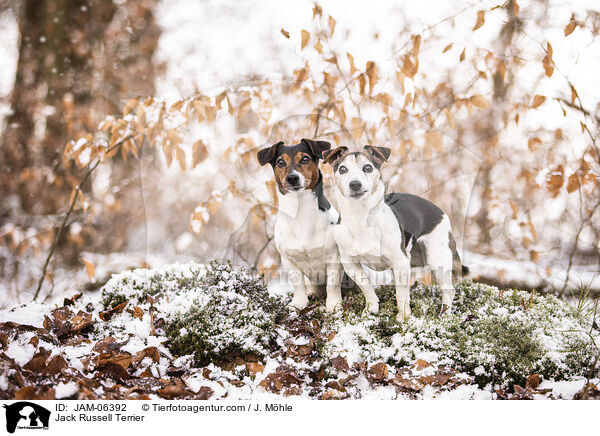 Jack Russell Terrier / Jack Russell Terrier / JAM-06392