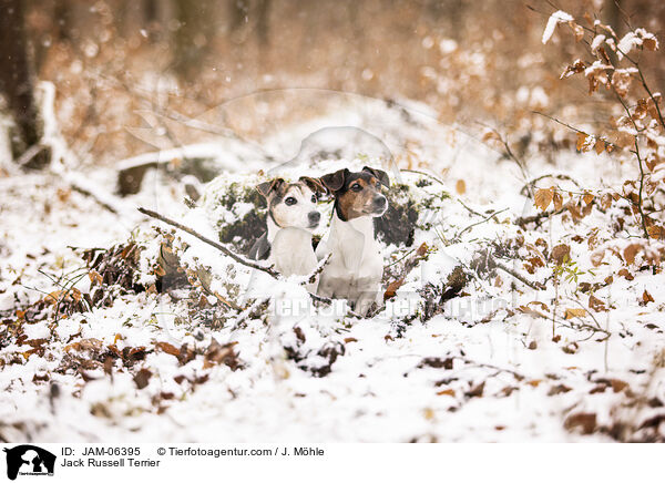 Jack Russell Terrier / Jack Russell Terrier / JAM-06395