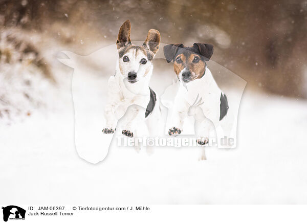 Jack Russell Terrier / Jack Russell Terrier / JAM-06397