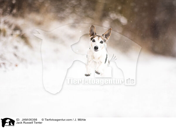 Jack Russell Terrier / Jack Russell Terrier / JAM-06398