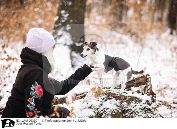 Jack Russell Terrier / Jack Russell Terrier / JAM-06399