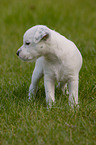 Jack Russell Terrier Puppy