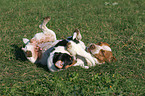 playing Jack Russell Terrier