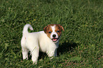 Jack Russell Terrier Puppy