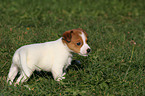 Jack Russell Terrier Puppy