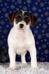 Jack Russell Terrier Puppy