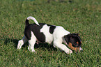 Jack Russell Terrier Puppy