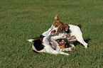 playing Jack Russell Terrier