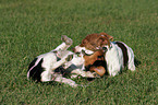 playing Jack Russell Terrier