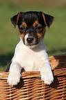 Jack Russell Terrier puppy in basket