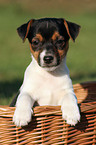 Jack Russell Terrier puppy in basket