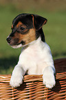 Jack Russell Terrier puppy in basket