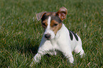 Jack Russell Terrier