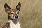 Jack Russell Terrier Portrait