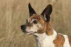 Jack Russell Terrier Portrait