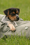 Jack Russell Terrier puppy