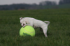 Jack Russell Terrier with big ball