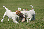 playing Jack Russell Terrier