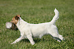 running Jack Russell Terrier