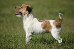 Jack Russell Terrier