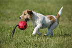 running Jack Russell Terrier