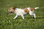 running Jack Russell Terrier