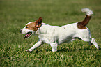 running Jack Russell Terrier