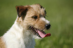 Jack Russell Terrier Portrait